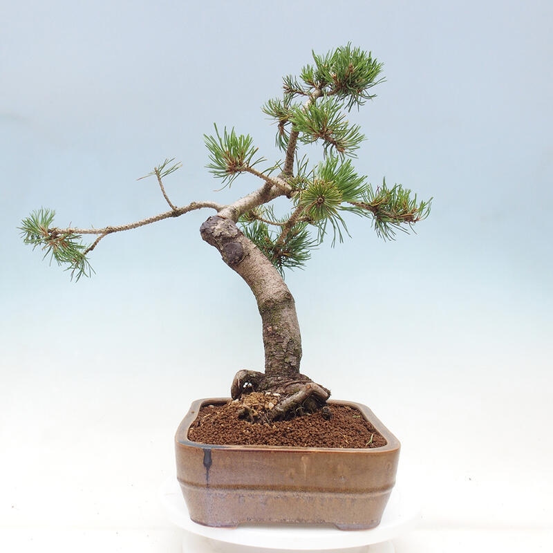 Bonsai ogrodowe - Pinus mugo - Sosna Klęcząca