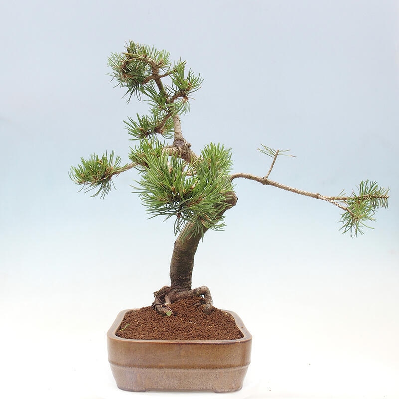 Bonsai ogrodowe - Pinus mugo - Sosna Klęcząca