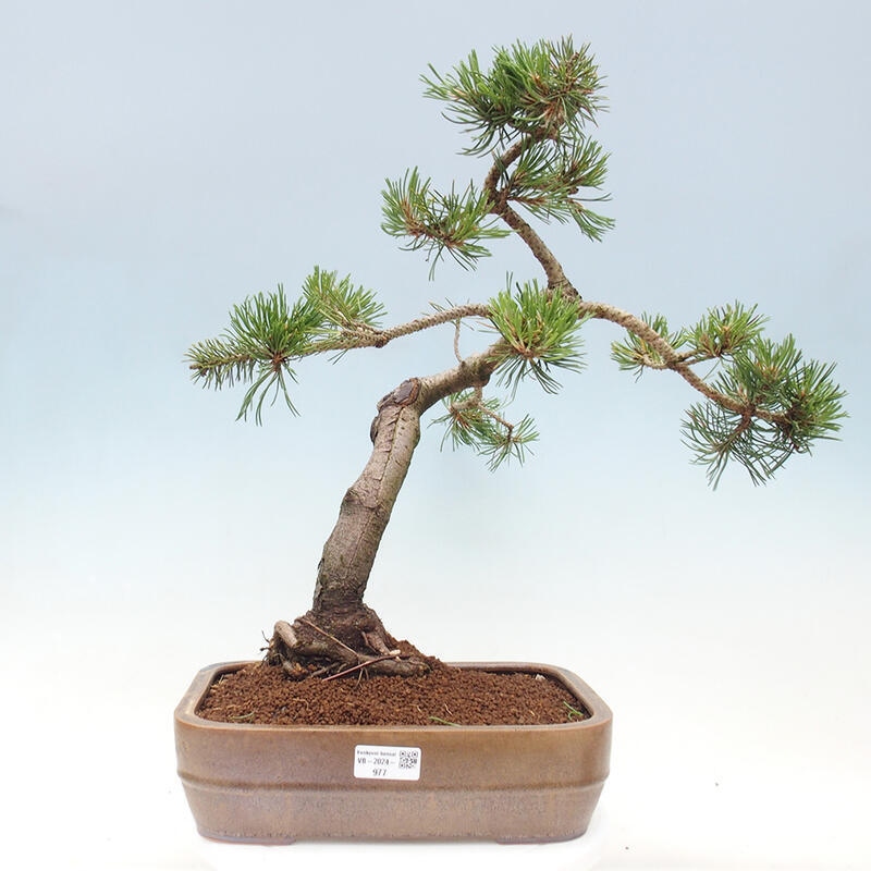 Bonsai ogrodowe - Pinus mugo - Sosna Klęcząca