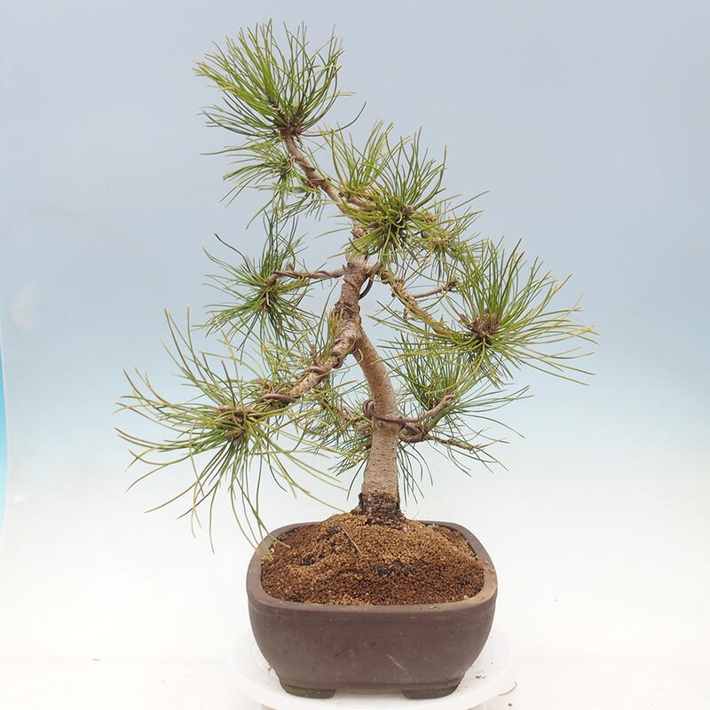 Bonsai ogrodowe - Pinus mugo - Sosna Klęcząca