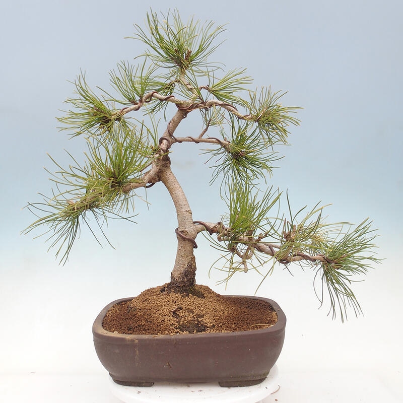 Bonsai ogrodowe - Pinus mugo - Sosna Klęcząca