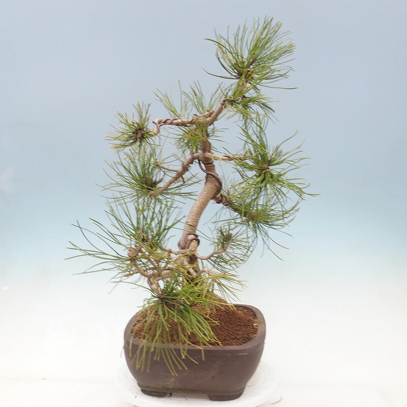 Bonsai ogrodowe - Pinus mugo - Sosna Klęcząca