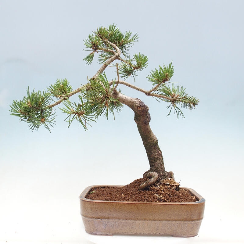 Bonsai ogrodowe - Pinus mugo - Sosna Klęcząca