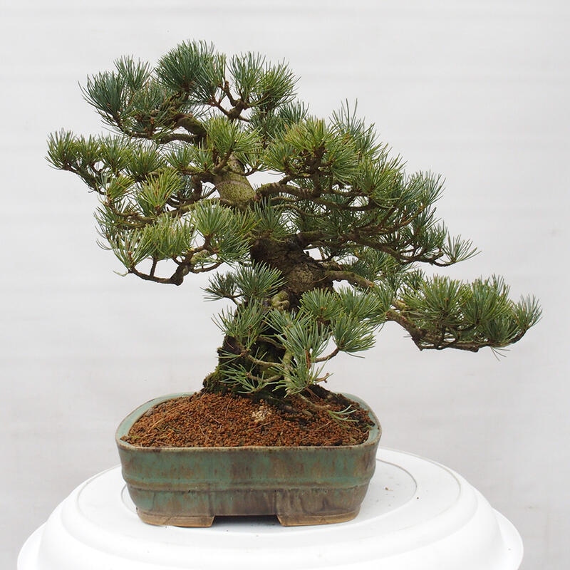 Outdoor bonsai - Pinus parviflora - Mała sosna