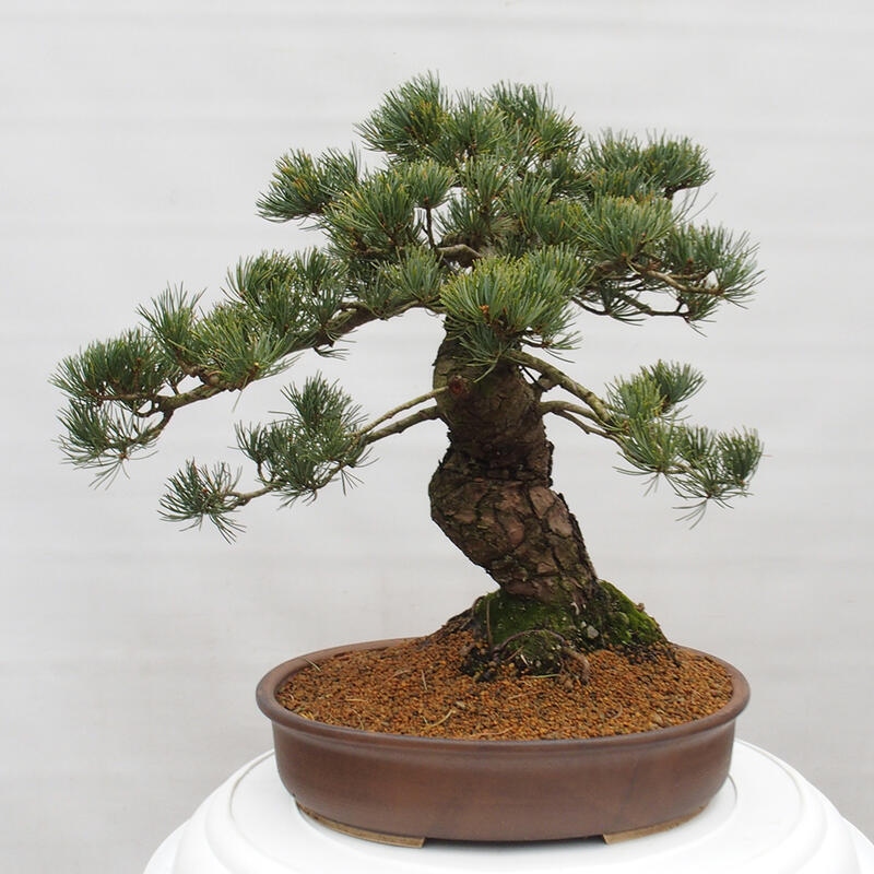 Outdoor bonsai - Pinus parviflora - Mała sosna