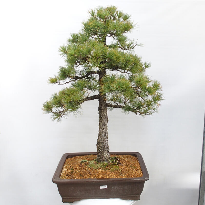 Outdoor bonsai - Pinus parviflora - Mała sosna