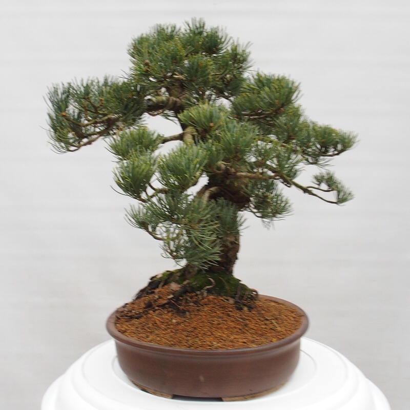 Outdoor bonsai - Pinus parviflora - Mała sosna