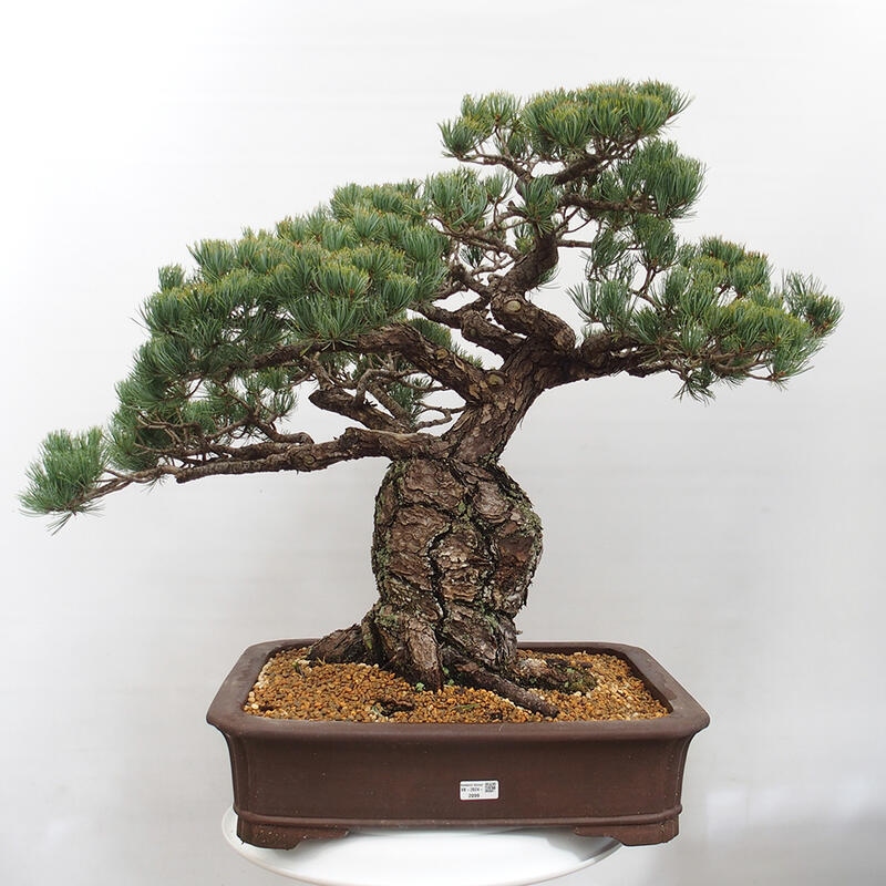 Outdoor bonsai - Pinus parviflora - Mała sosna