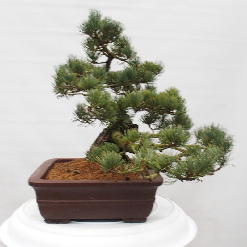 Outdoor bonsai - Pinus parviflora - Mała sosna