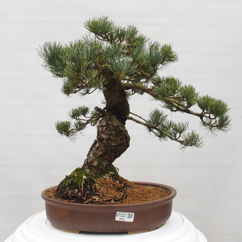 Outdoor bonsai - Pinus parviflora - Mała sosna