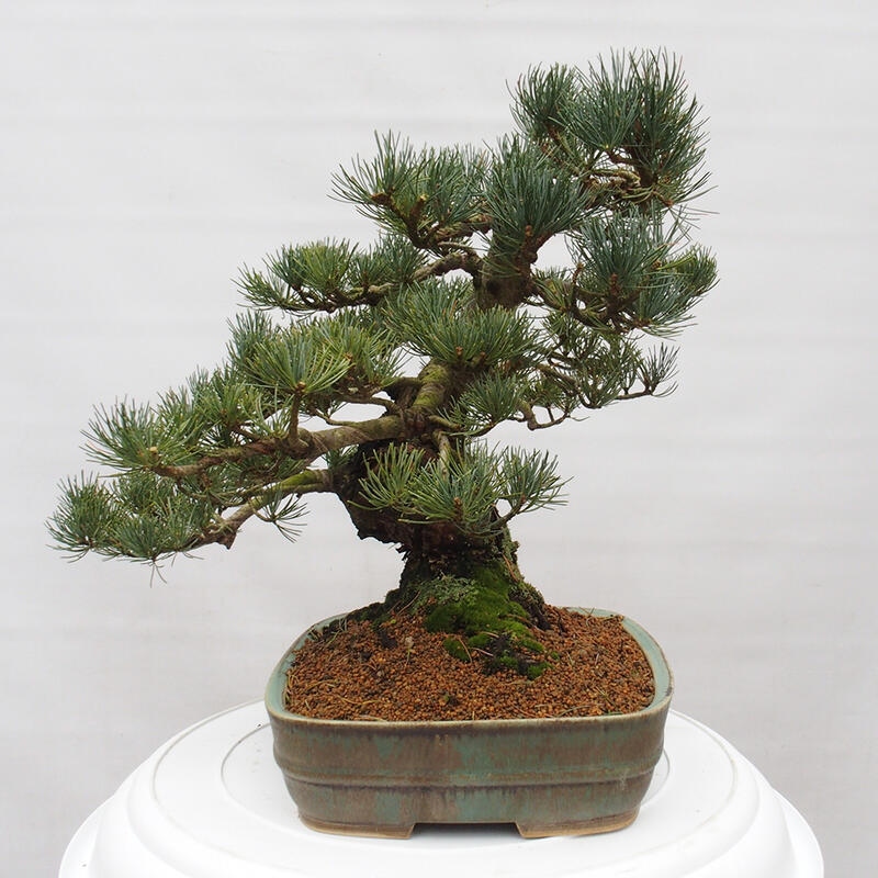 Outdoor bonsai - Pinus parviflora - Mała sosna