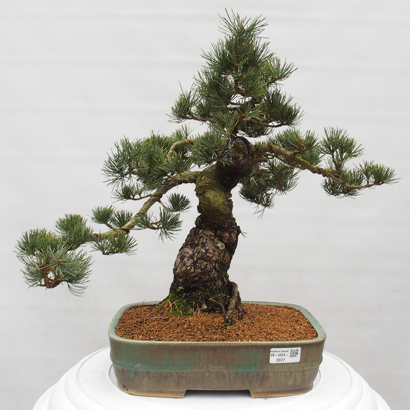 Outdoor bonsai - Pinus parviflora - Mała sosna