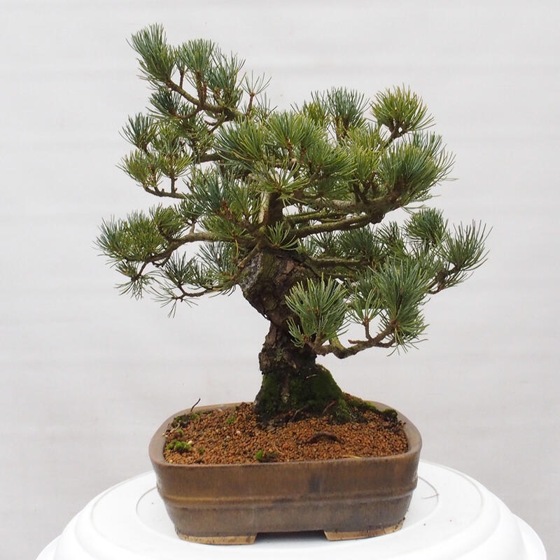 Outdoor bonsai - Pinus parviflora - Mała sosna