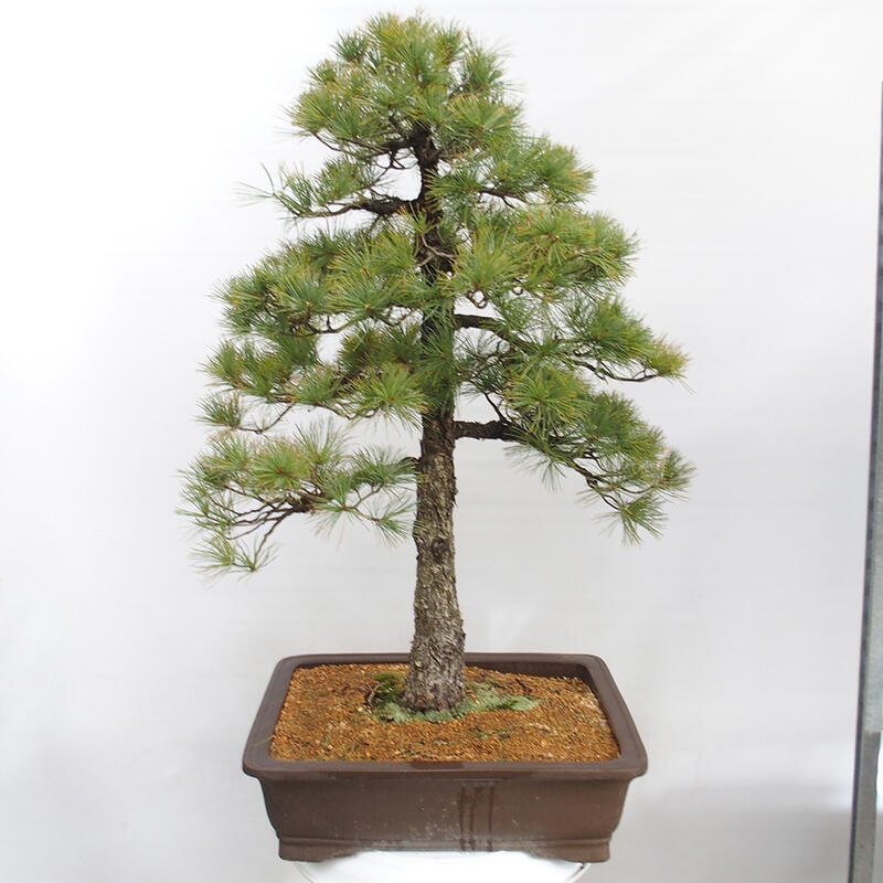 Outdoor bonsai - Pinus parviflora - Mała sosna