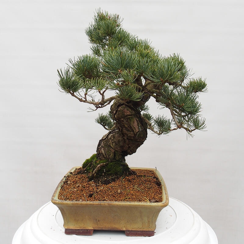 Outdoor bonsai - Pinus parviflora - Mała sosna