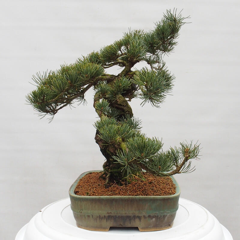 Outdoor bonsai - Pinus parviflora - Mała sosna