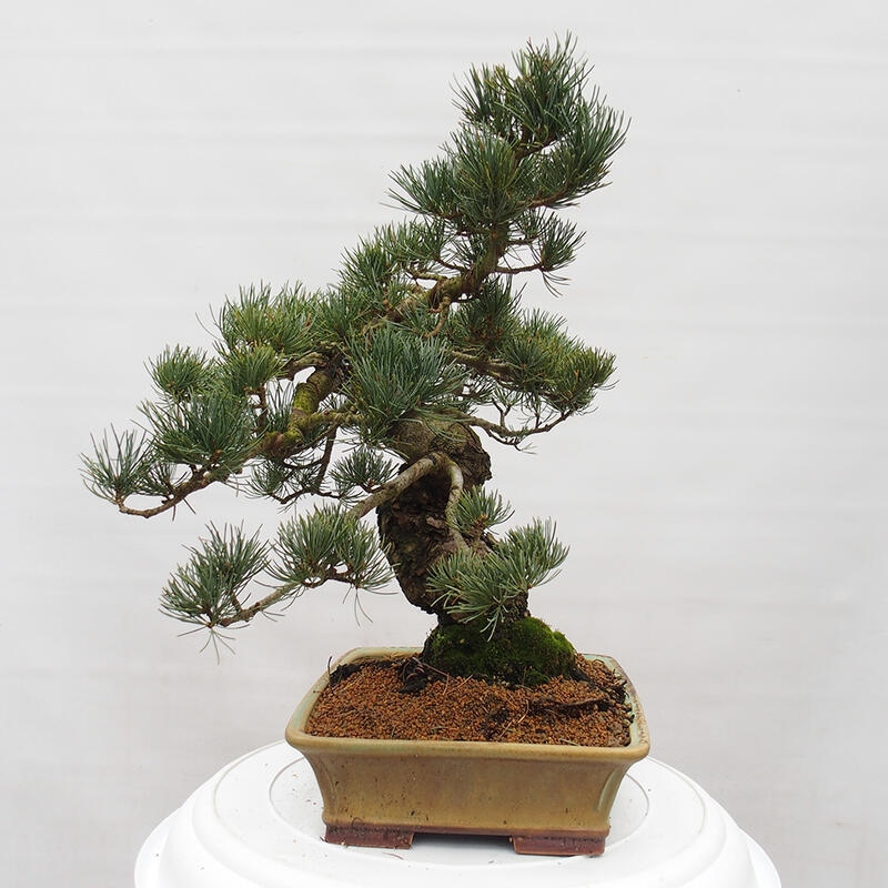 Outdoor bonsai - Pinus parviflora - Mała sosna