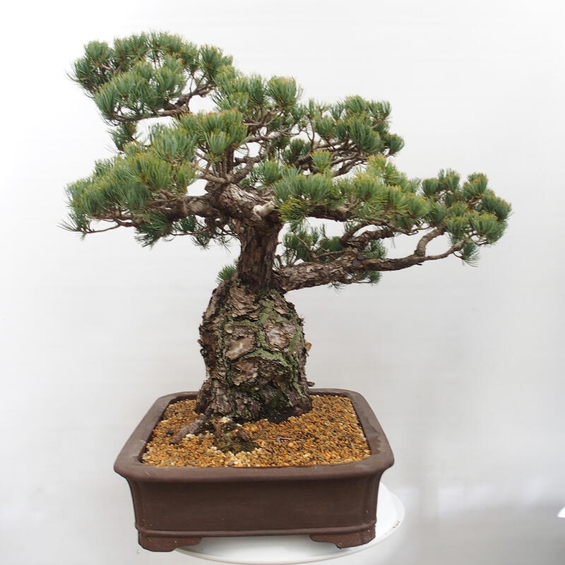 Outdoor bonsai - Pinus parviflora - Mała sosna