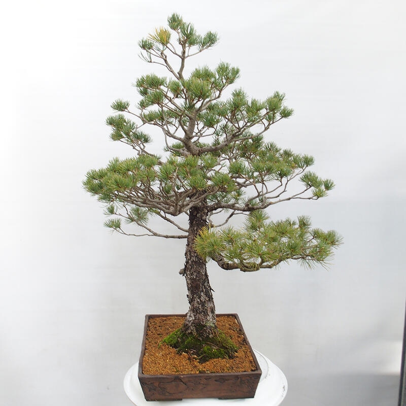 Outdoor bonsai - Pinus parviflora - Mała sosna