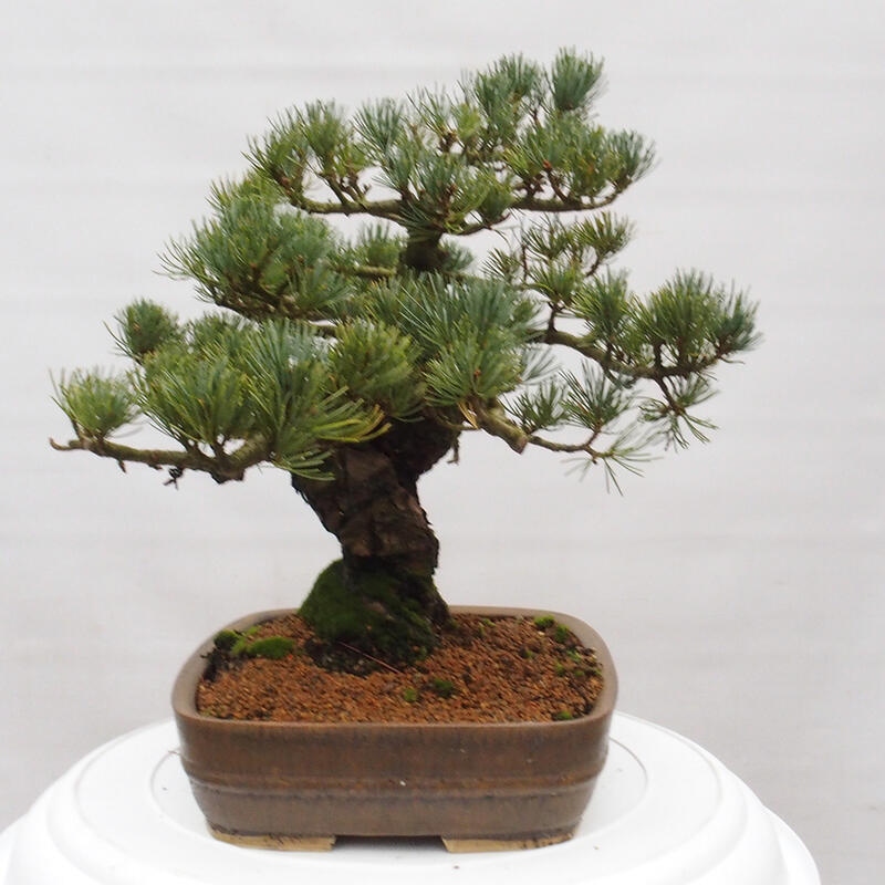 Outdoor bonsai - Pinus parviflora - Mała sosna