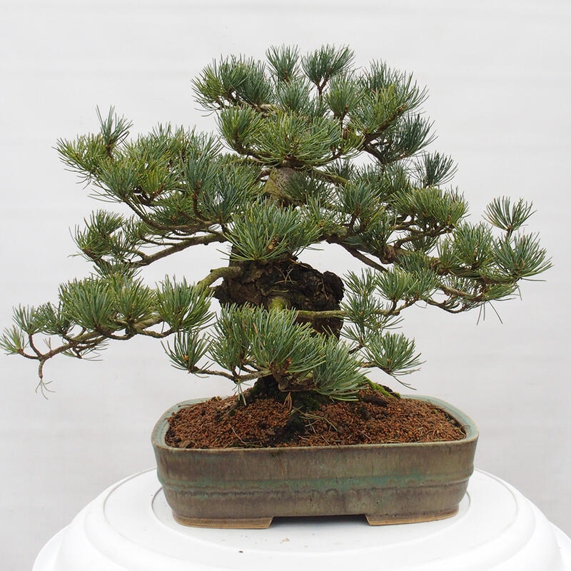 Outdoor bonsai - Pinus parviflora - Mała sosna