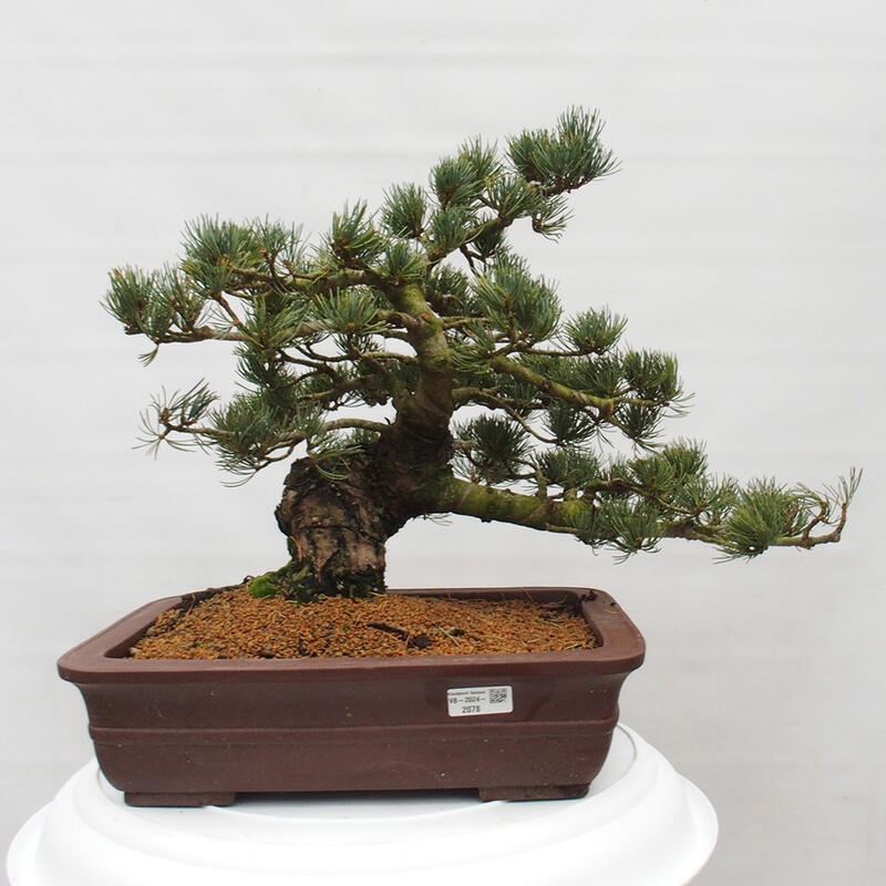 Outdoor bonsai - Pinus parviflora - Mała sosna