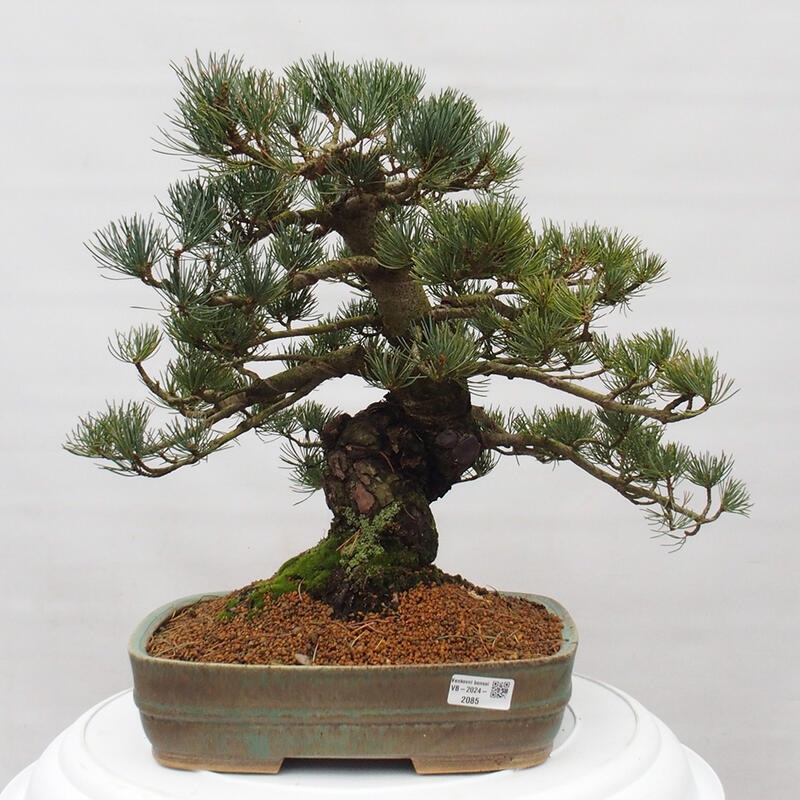 Outdoor bonsai - Pinus parviflora - Mała sosna