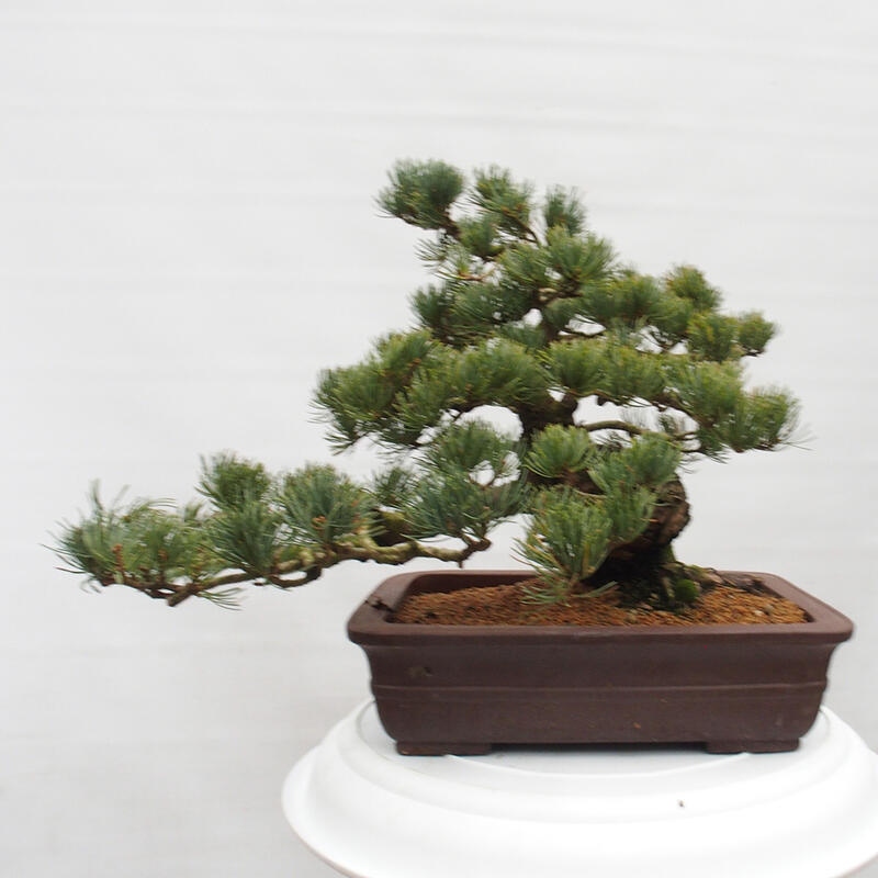 Outdoor bonsai - Pinus parviflora - Mała sosna