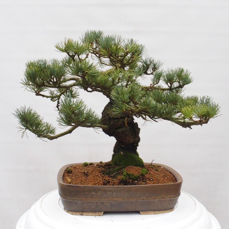 Outdoor bonsai - Pinus parviflora - Mała sosna