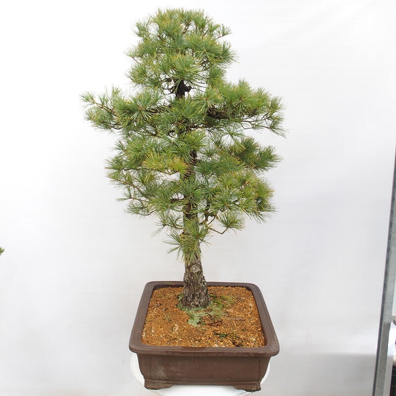 Outdoor bonsai - Pinus parviflora - Mała sosna