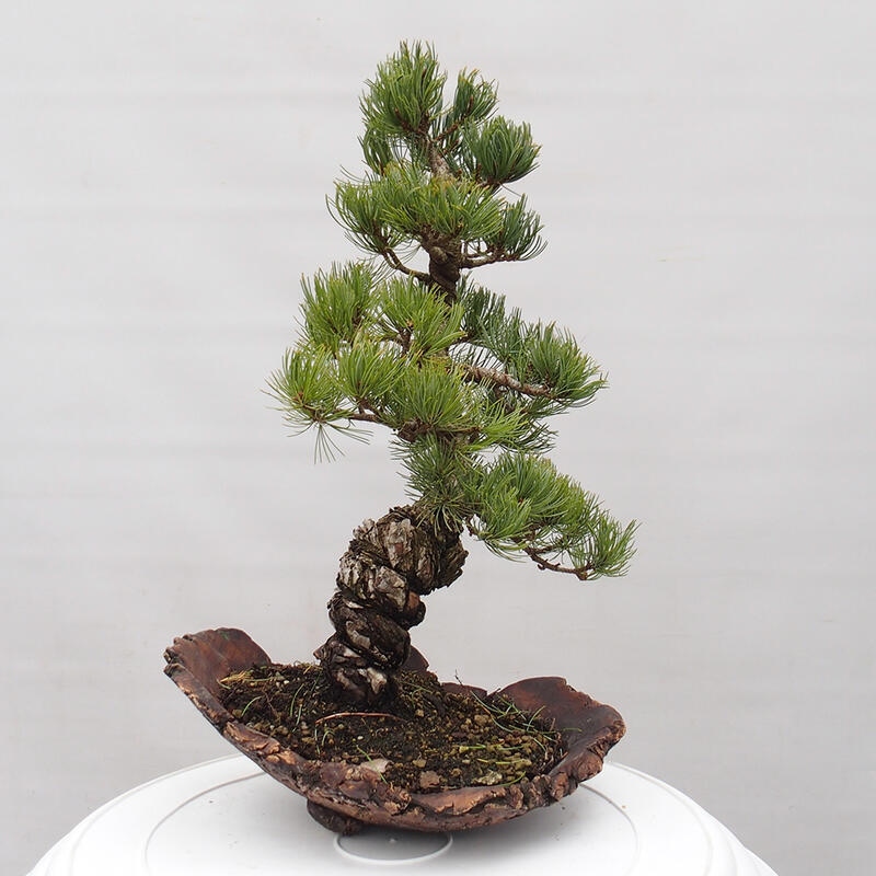 Outdoor bonsai - Pinus parviflora - Mała sosna