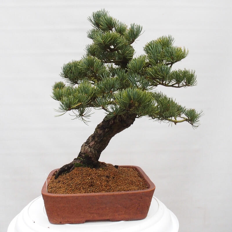 Outdoor bonsai - Pinus parviflora - Mała sosna