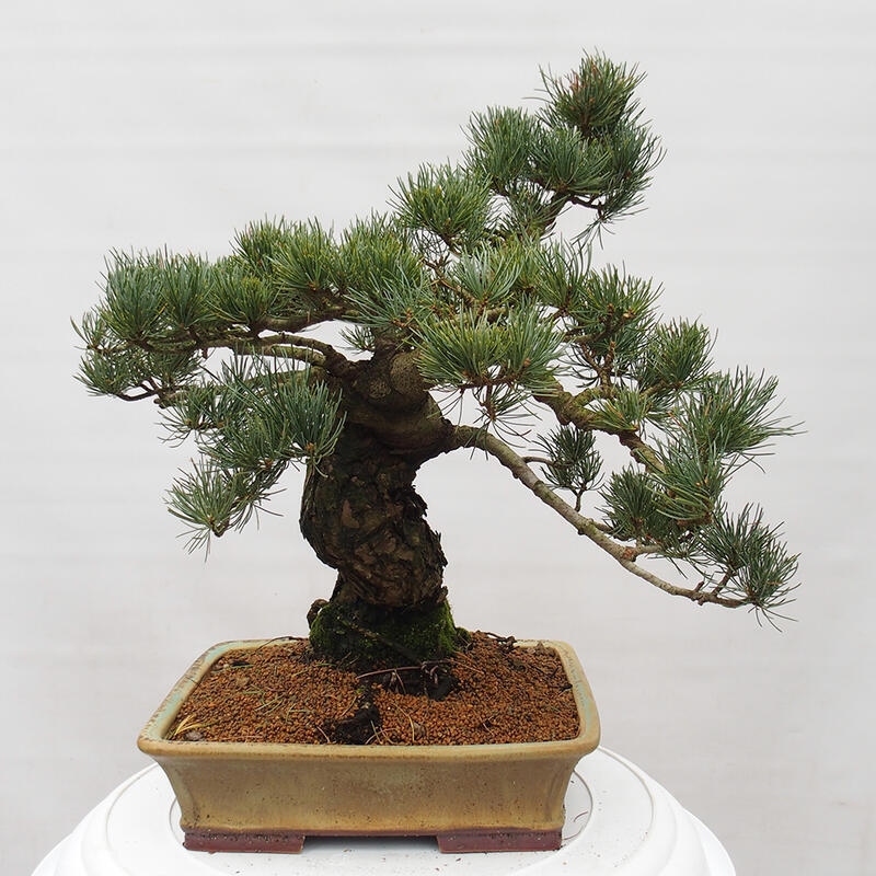 Outdoor bonsai - Pinus parviflora - Mała sosna