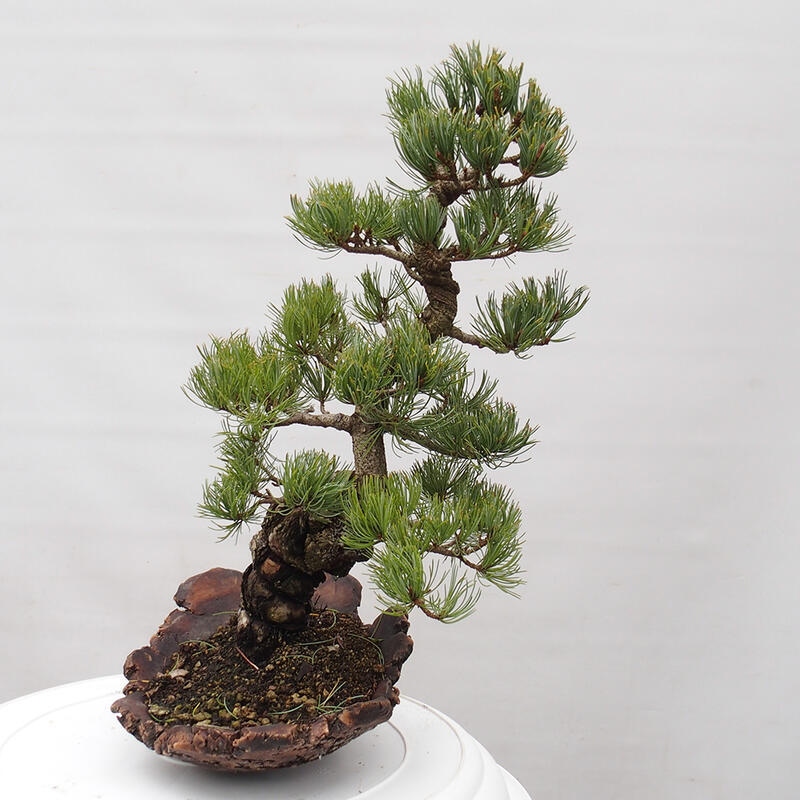 Outdoor bonsai - Pinus parviflora - Mała sosna