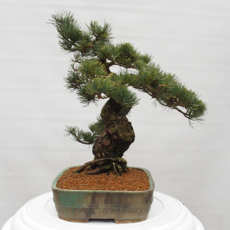 Outdoor bonsai - Pinus parviflora - Mała sosna