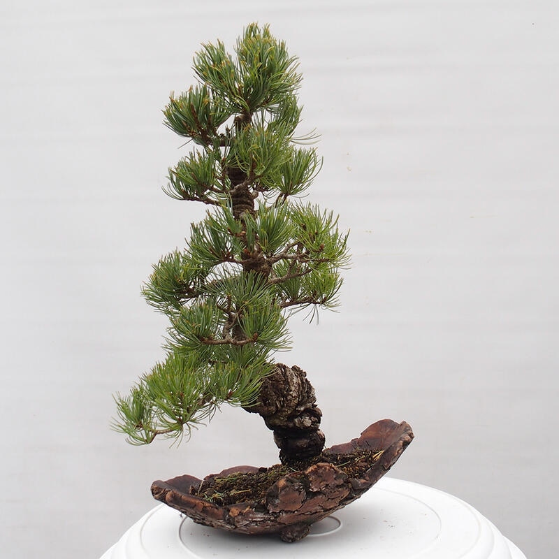 Outdoor bonsai - Pinus parviflora - Mała sosna