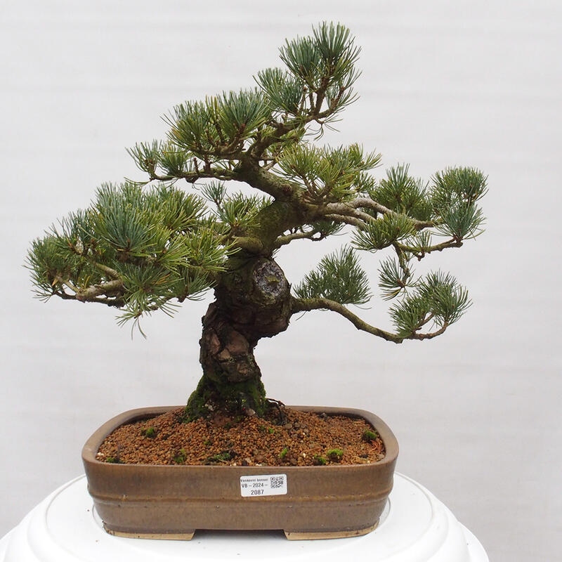 Outdoor bonsai - Pinus parviflora - Mała sosna