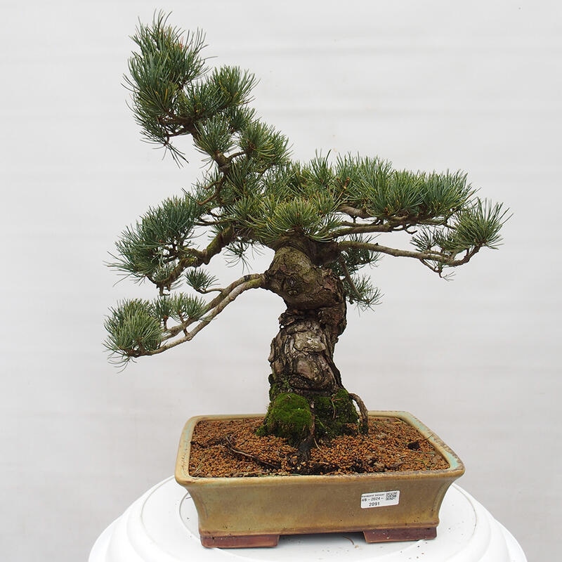 Outdoor bonsai - Pinus parviflora - Mała sosna