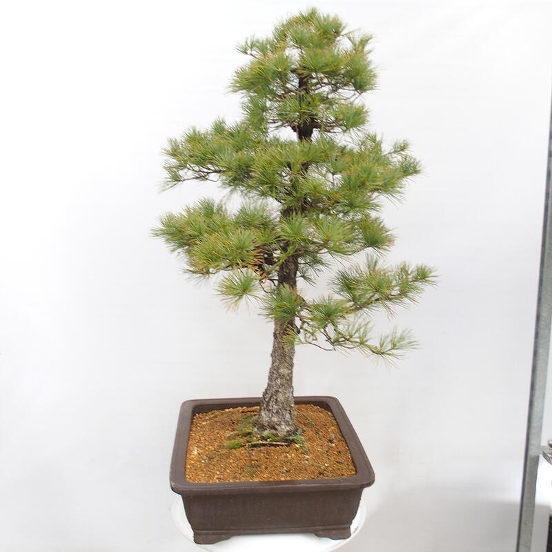 Outdoor bonsai - Pinus parviflora - Mała sosna