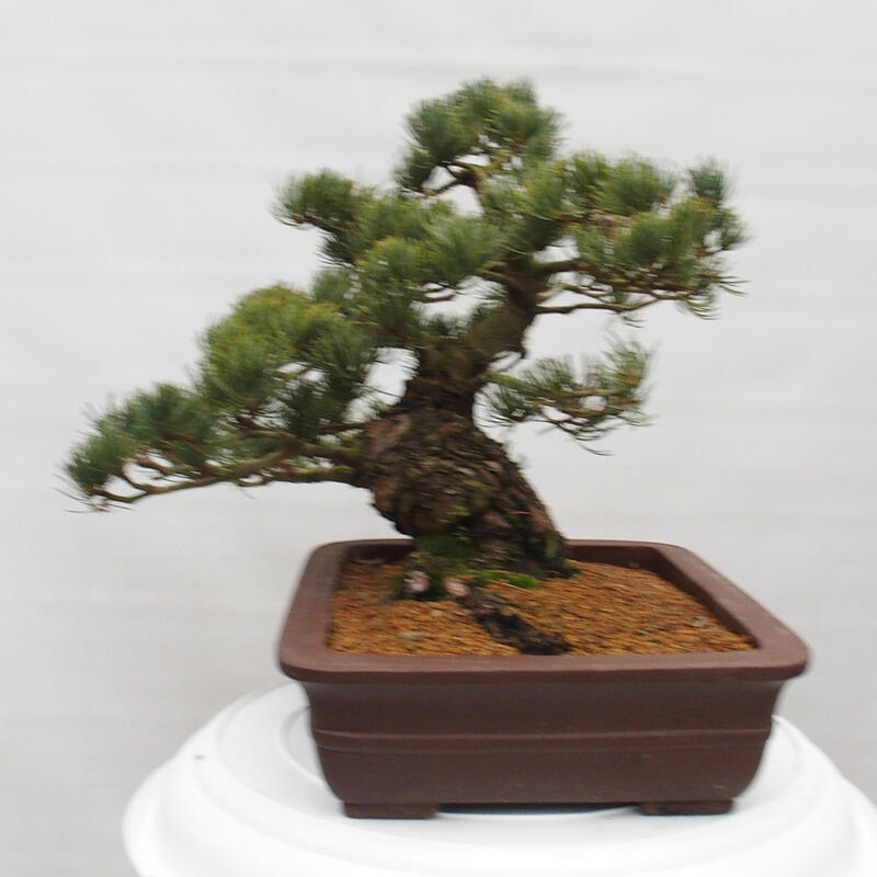 Outdoor bonsai - Pinus parviflora - Mała sosna