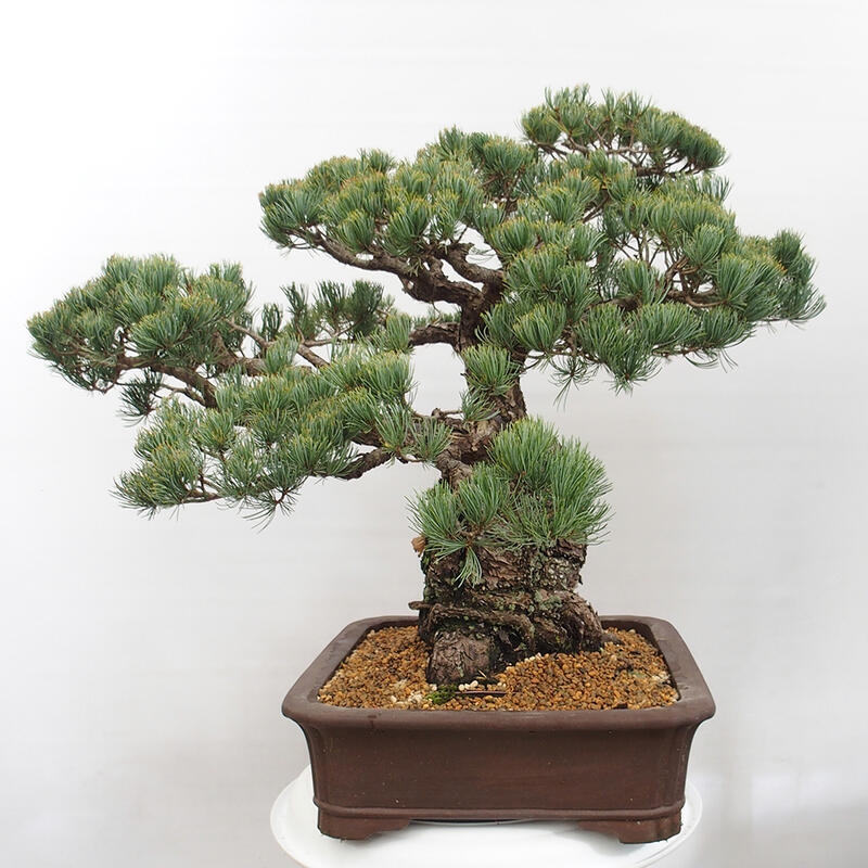 Outdoor bonsai - Pinus parviflora - Mała sosna