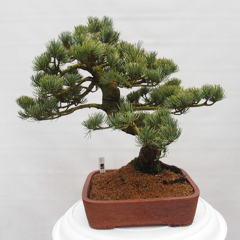 Outdoor bonsai - Pinus parviflora - Mała sosna