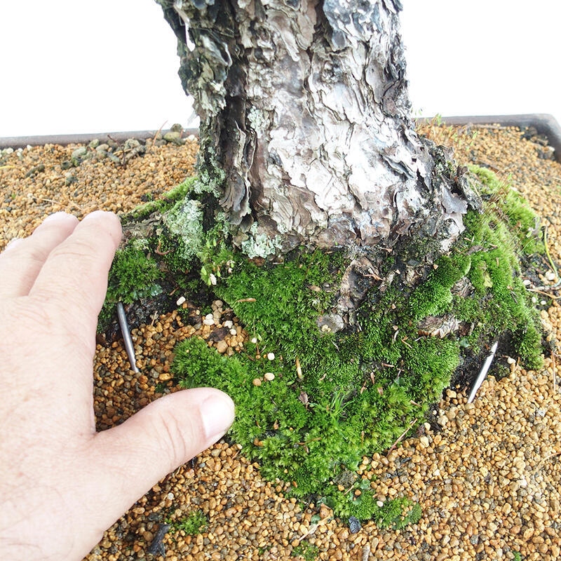 Outdoor bonsai - Pinus parviflora - Mała sosna