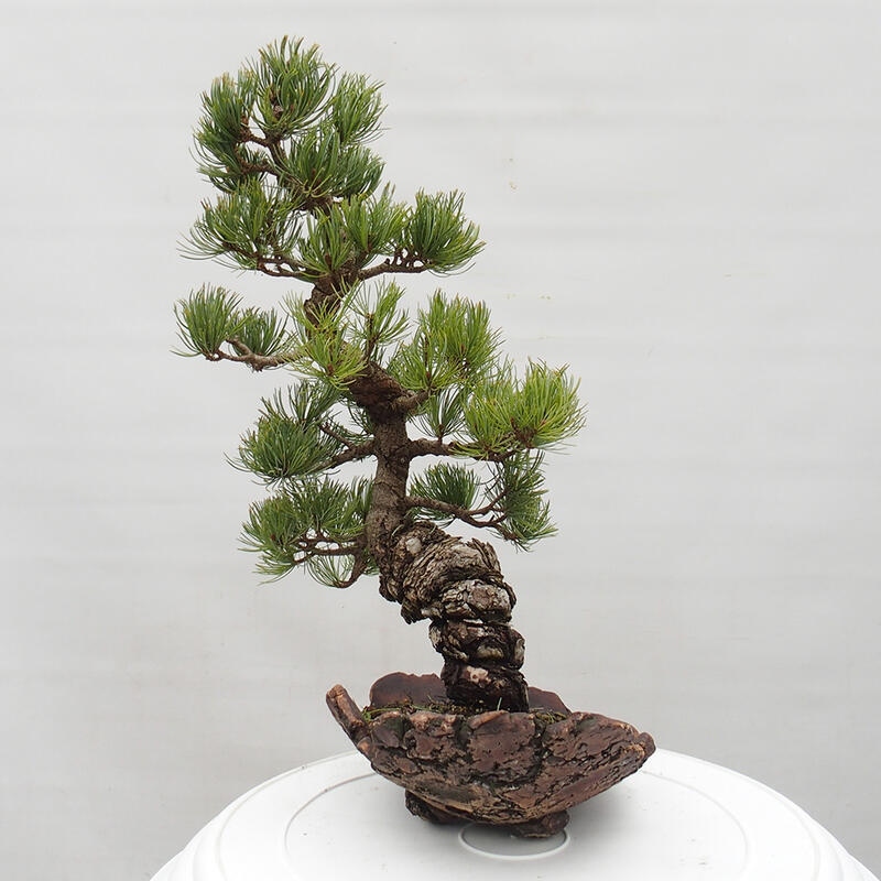 Outdoor bonsai - Pinus parviflora - Mała sosna