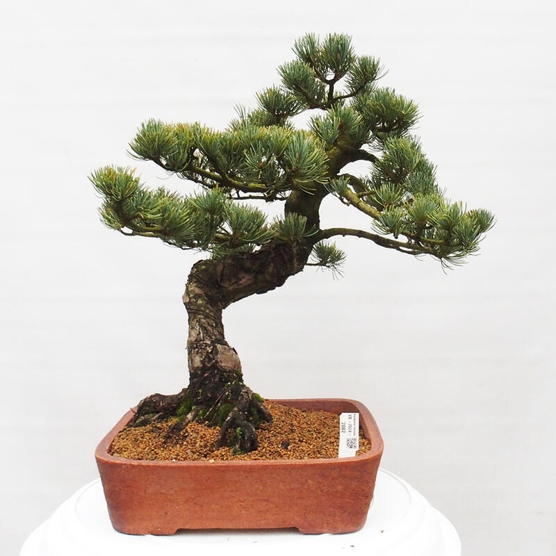 Outdoor bonsai - Pinus parviflora - Mała sosna