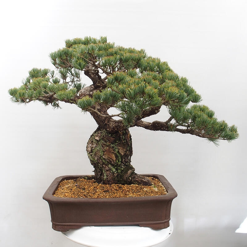 Outdoor bonsai - Pinus parviflora - Mała sosna