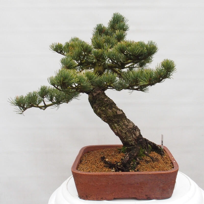 Outdoor bonsai - Pinus parviflora - Mała sosna