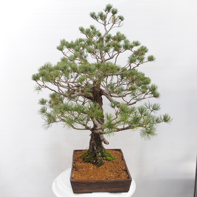 Outdoor bonsai - Pinus parviflora - Mała sosna