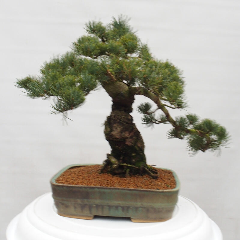 Outdoor bonsai - Pinus parviflora - Mała sosna