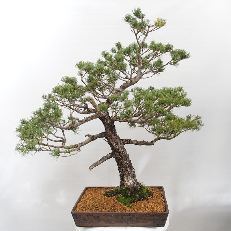 Outdoor bonsai - Pinus parviflora - Mała sosna